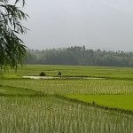 rice field