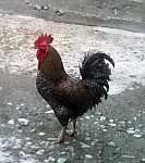 rooster