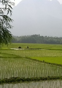 rice field