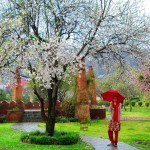 Almond garden