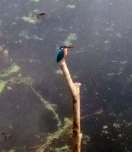 Kingfisher